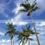 Waterproof Silky Satin Canvas Print for Modern Woman Oil Painting thumbnail-2