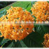 Ixora Coccinea, Flame of the Wood, Jungle Flame thumbnail-1