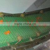 Food Conveyor for Slaughtering Industry/modular Belt Conveyor Line thumbnail-6