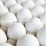 WHITE SHELL EGGS SUPPLY TO AFGHANISTAN