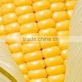 Grade 2 Yellow Maize