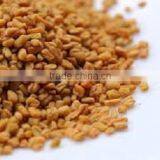 Fenugreek Seed Exporters thumbnail-3
