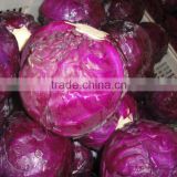 Wholesale price for purple cabbage