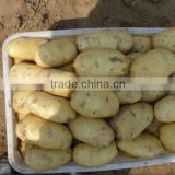 150-250gm potato