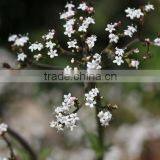 Valeriana Jatamansii