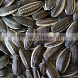 edible mongolia sunflower seeds 5009