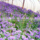 High Grade Fresh Cut Myosotis Sylvatica Flowers thumbnail-4