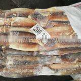 BQF Illex Argentinus Squid for Market and Bait Middle Size thumbnail-1