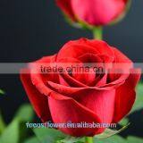 Export Fresh Cut Rose Flowers Carola Roses Fresh Cut Flowers Colombia thumbnail-5