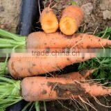 Wholesale Baby Carrots With Good Price thumbnail-6