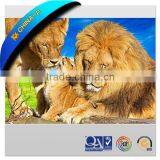 PET Lenticular Lens 3D Postcard