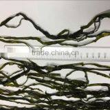 Seaweed Laminaria,kelp Seaweed,fresh Knotted Salted Kelp thumbnail-4