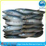 Hot Selling Pacific Mackerel Scomber to Africa