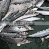 Whole Round Spanish Mackerel With Size 1-2kg