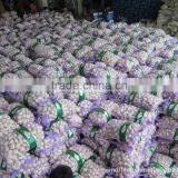 garlic price per ton