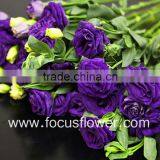 Wide Varieties Fresh Cut Flower Color Lisianthus Purple Lisianthus Flowers From Yunnan, China thumbnail-2