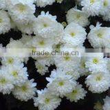 Chrysanthemum Tissue Culture Plants thumbnail-2