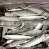WR Fish Frozen Mackerel Price 100-200g IQF From China Supplier