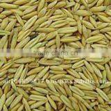 QATS - KILN DRIED HULLED OATS thumbnail-1