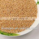 2012 crop White millet