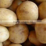 Top graded Potato from Pakistan