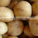 Top Graded Potato From Pakistan