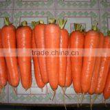 Fresh Organic Bulk Carrot for Sale thumbnail-1