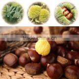 New Crop Fresh Shandong Chestnuts thumbnail-2