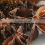 Organic Star Aniseeds for Export - Best Quality & Good Price by HAGIMEX thumbnail-2
