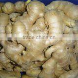 New Fresh Ginger thumbnail-6