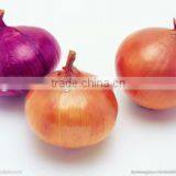 Leading Wholesale Professional Red Onion in Low Price
