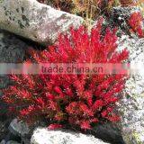 Rhodiola Rosea Root Extract Powder thumbnail-3