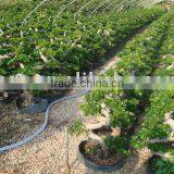 Ficus Microcarpa