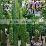 SJ3001012 Ornamental Cactos Plant Wholesale Cactus Potted Plant thumbnail-1