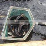 Live Eel (anguilla Rostrata) thumbnail-2