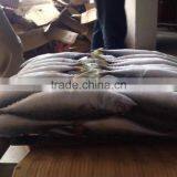 Frozen Pacific Mackerel in Good Quanlity on Sale thumbnail-2