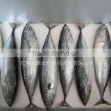Whole Round Tuna Fish Frozen Bonito thumbnail-2