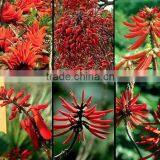 Erythrina Variegata Flower thumbnail-1