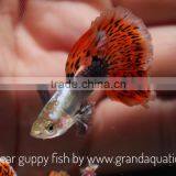 Big Ear Guppy for Freshwater Aquarium Fish Export Company From Thailand thumbnail-2