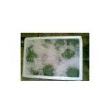 China Broccoli thumbnail-1