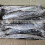 Bestquaility Frozen Fish (frozen Spanish Mackerel )big From Shidao thumbnail-5