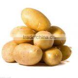 Potato Supplier thumbnail-1