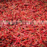 Quality Dried Red Chili thumbnail-1