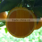 Fresh navel orange for sale with good quality