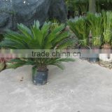 China natural sago cycad houseplant