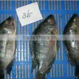 Frozen Whole Round Tilapia Fish thumbnail-2