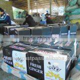 Grade A Vietnamese Fresh Ginger thumbnail-1