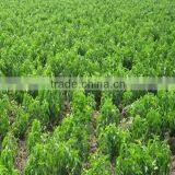 Organic Stevia Extract