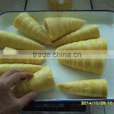 Canned Bamboo Shoots Tips Dices 2015.1.18 thumbnail-1