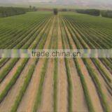 Agriculture Potassium Humate Fertilizer Used in West Soil Conditioner thumbnail-4